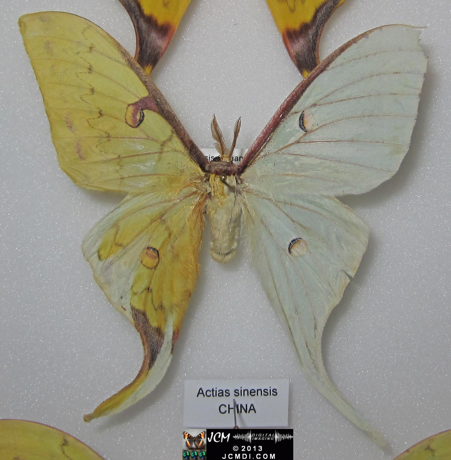 20130518 LANHM Bug Fair Actias sinensis gynandromorph IMG_1704.jpg